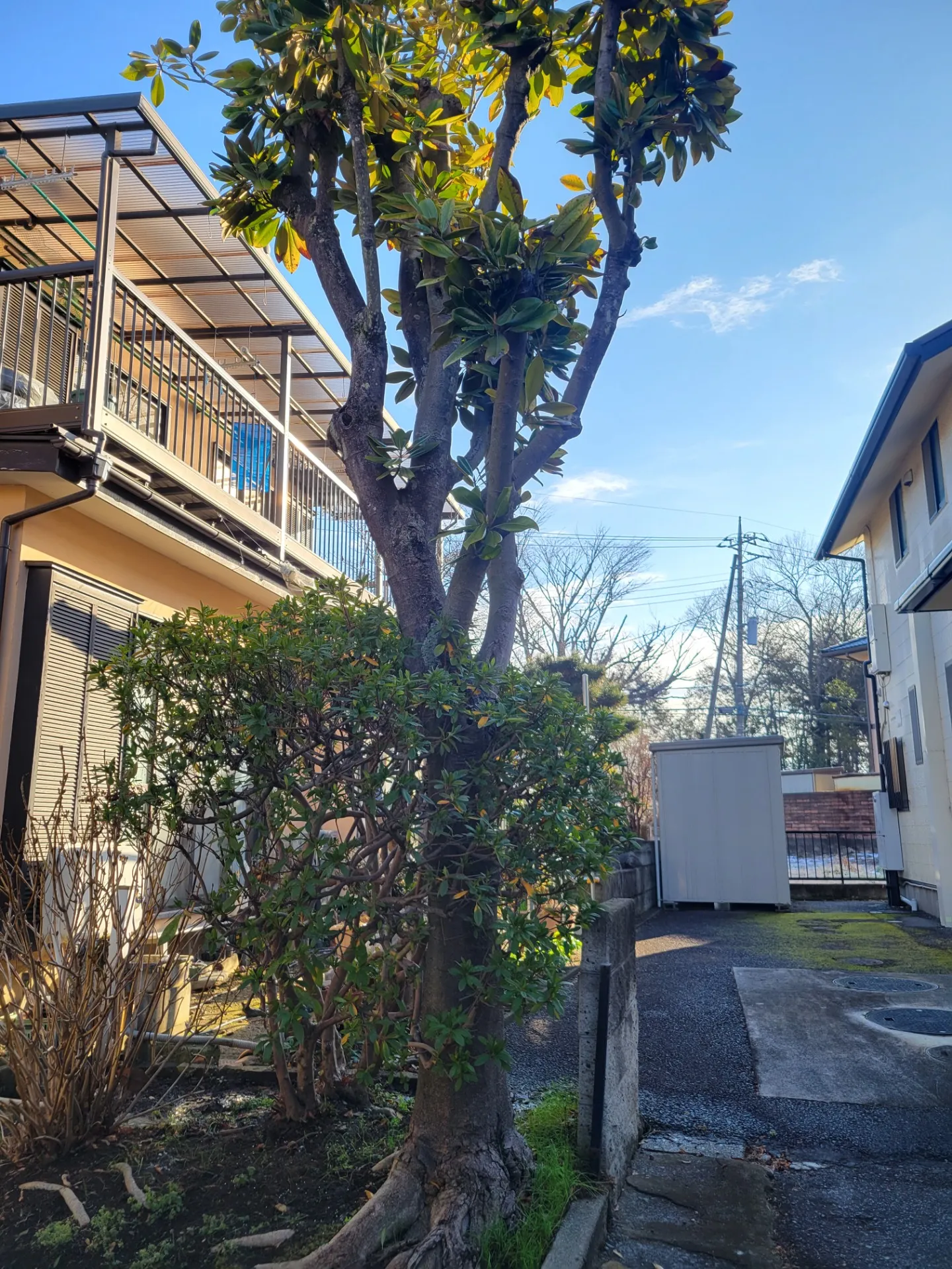 栃木県小山市にて植栽の伐採、伐根作業