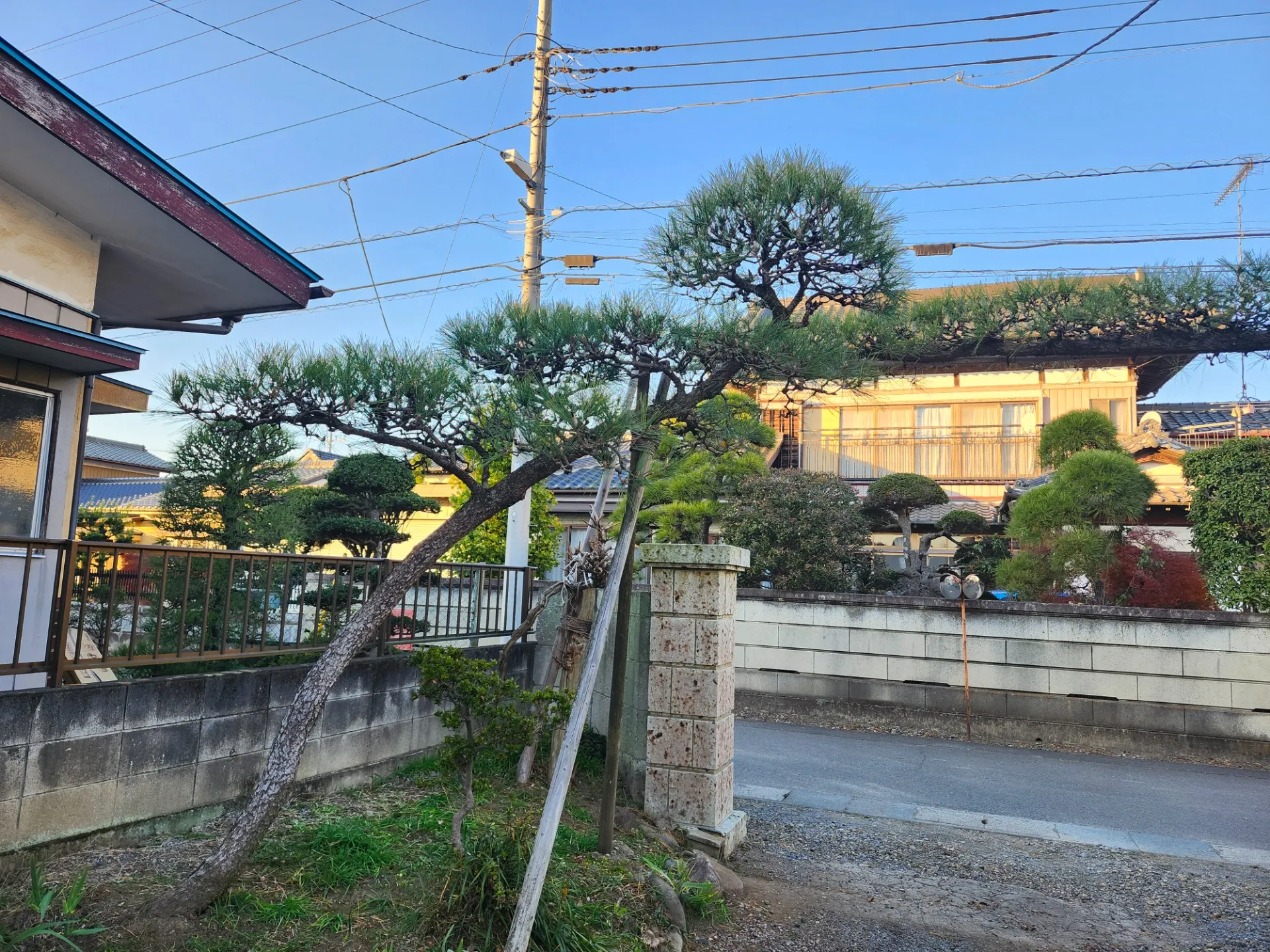 小山市松の木剪定手入れ