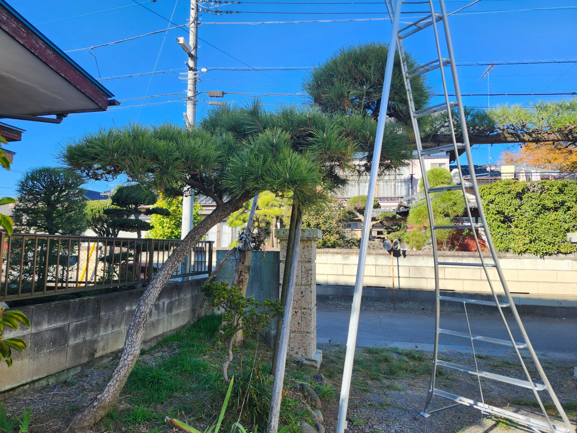 小山市松の木剪定施工